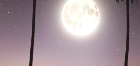 保镖(Bodyguard) ver0.1 汉化版 PC+安卓 SLG游戏&新作 800M-柠檬ACG